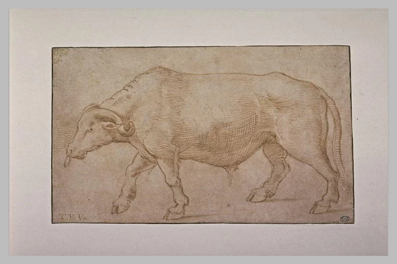 Bufalo - Louvre, Parigi